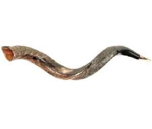Shofar: Yemenite - Small (26"-31")
