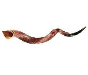 Shofar: Yemenite - XL