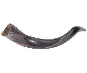 Yemenite Shofar: Mini