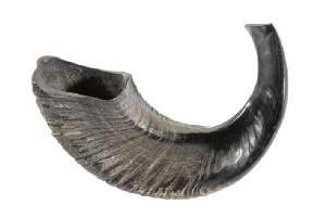 Shofar: Rams Horn-B (15"-17")